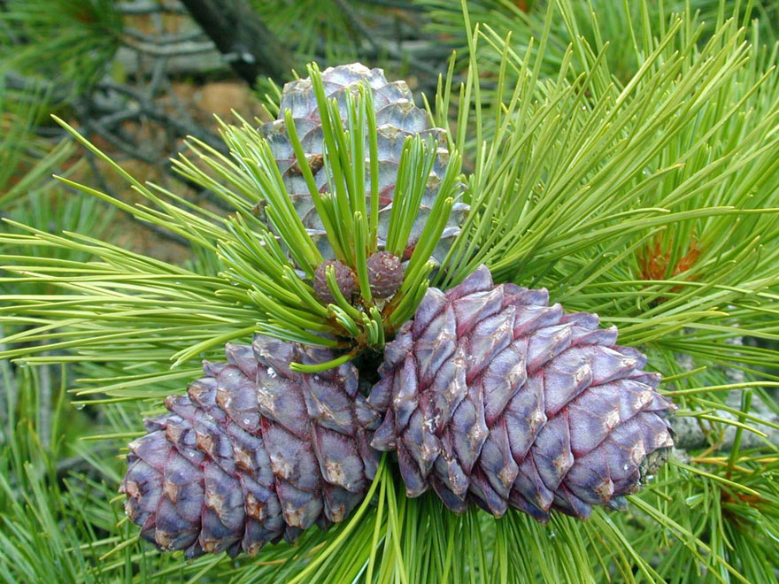 pinenutsstore organic pine nuts